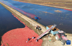 <b>秋粮收成已各地良种良法保丰收</b>