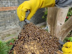 现代农业|南通崇川:农业文旅融合小蜜