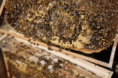 瑞安面向全国拍卖“采蜜权”