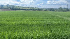 绿能增效生态肥创领者：明泉农服引领农