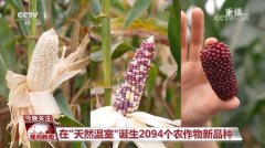 黑紫色玉米、棕色秋葵……你见过的、没