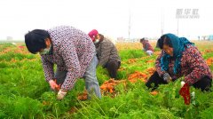 山东菏泽:千亩胡萝卜喜获丰收