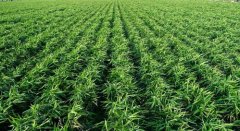 树林开辟什么项目能赔本